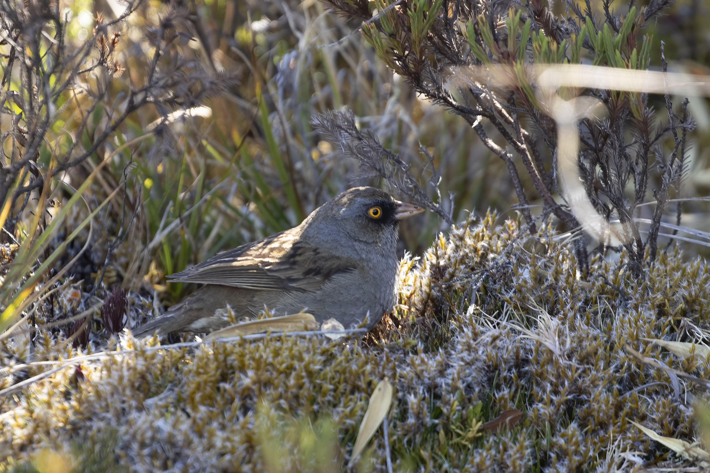 Volcano Junco